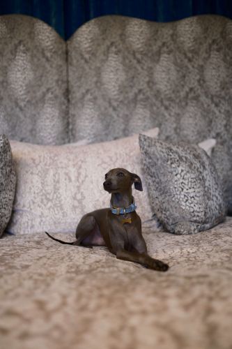 Petfriendly